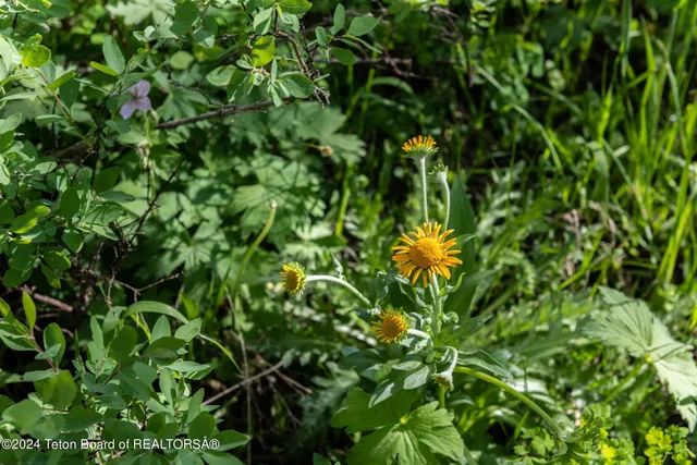 $375,000 | Tbd Carroll Lane, Daniel, WY 83115