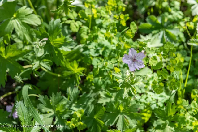 $375,000 | Tbd Carroll Lane, Daniel, WY 83115