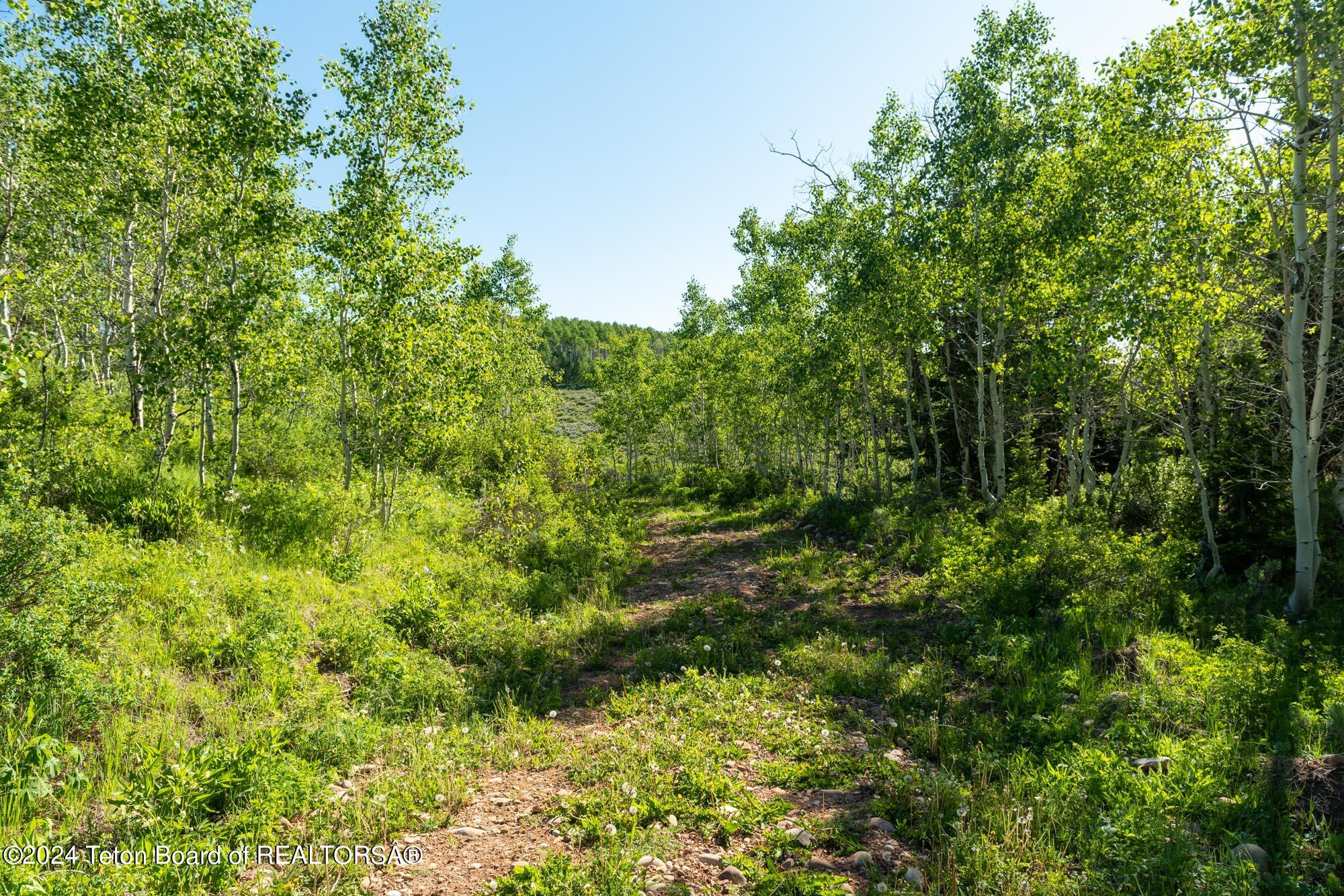 Tbd Carroll Lane Daniel, WY 83115 - Photo 24 of 43 DSC_3990