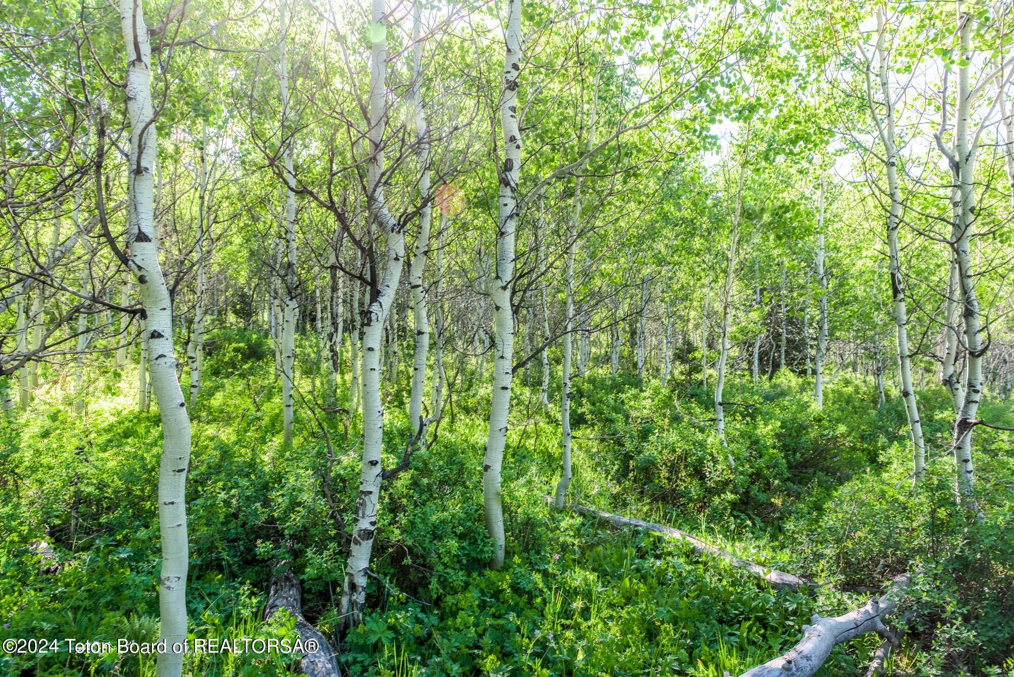Tbd Carroll Lane Daniel, WY 83115 - Photo 39 of 43 DSC_3939-HDR