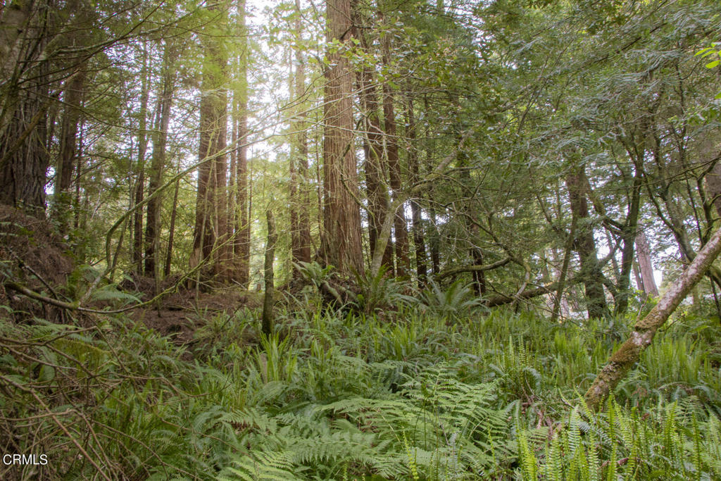 32100 Forest Lane Fort Bragg, CA 95437 - Photo 5 of 6 a view of forest