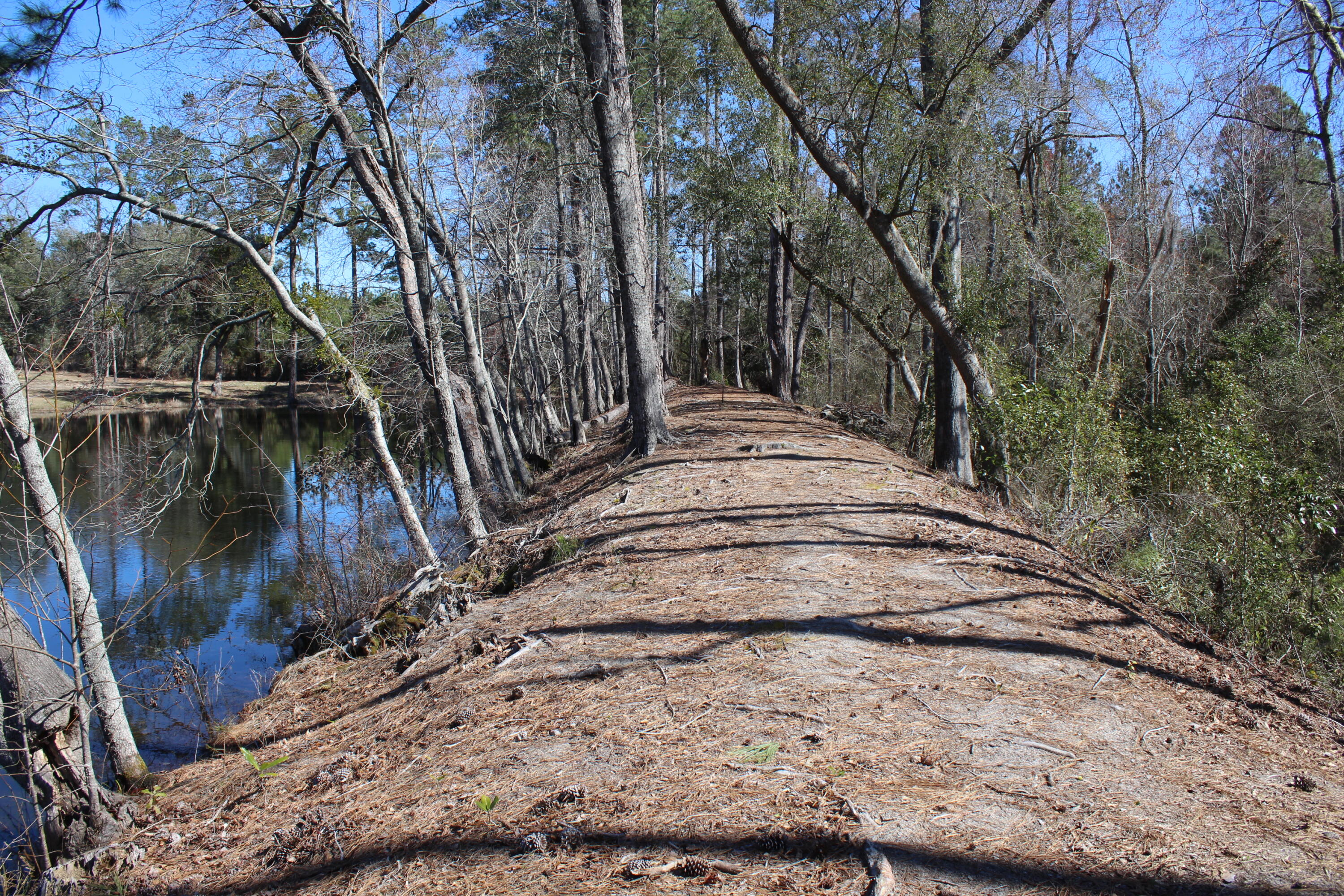145 A Raymond Road Orangeburg, SC 29118 - Photo 42 of 52 IMG_6258