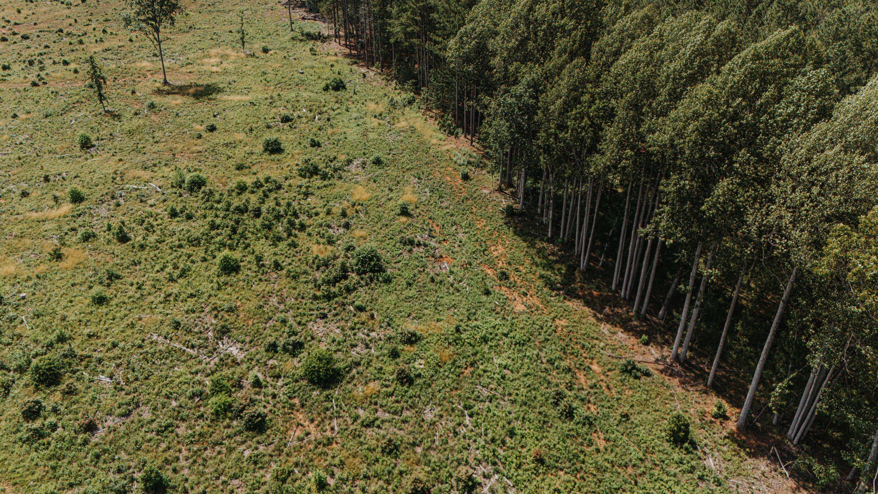 0 Holly Tree Drive Pamplin, VA 23958 - Photo 2 of 8 a view of a yard with plants and large trees
