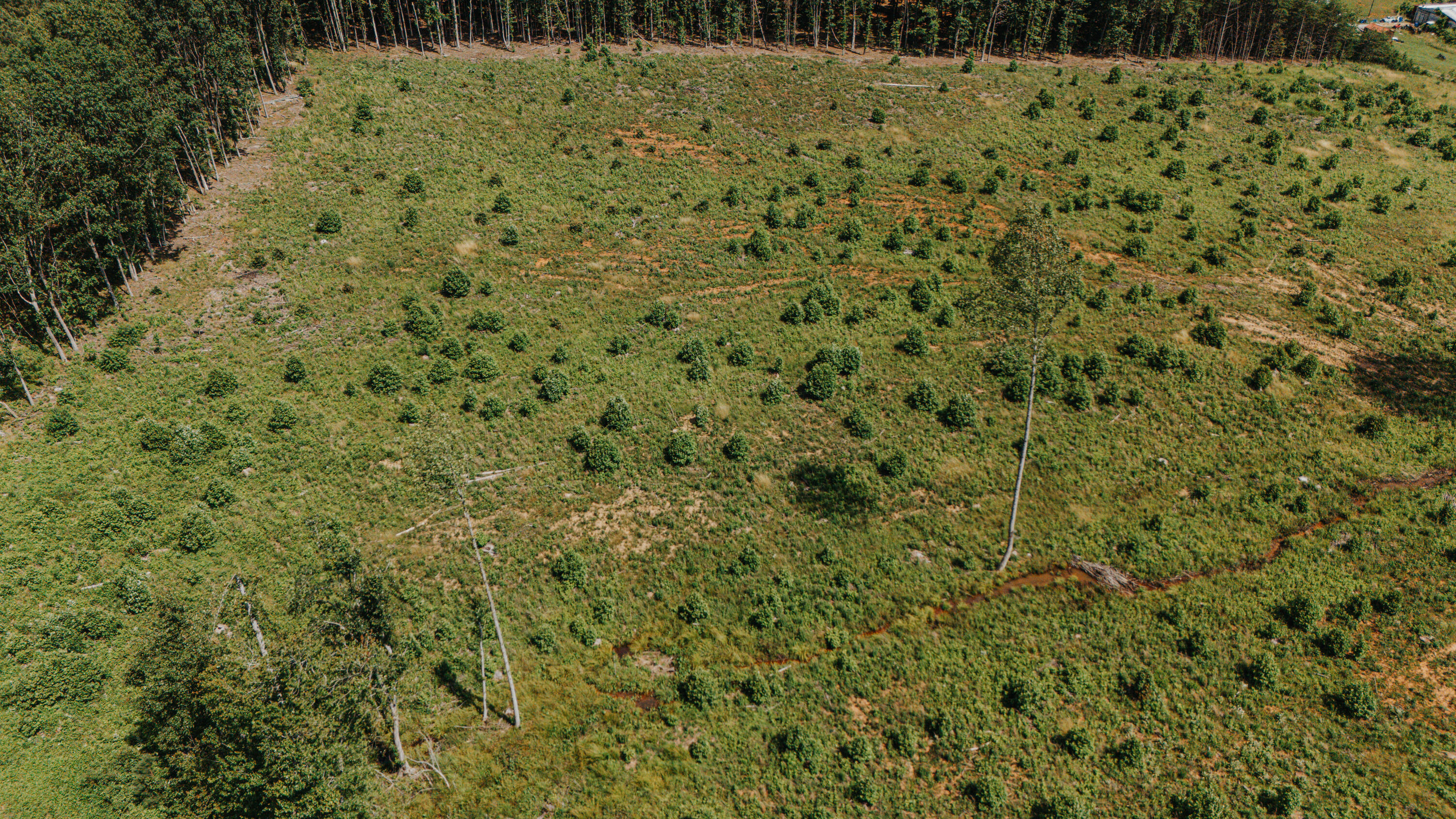 0 Holly Tree Drive Pamplin, VA 23958 - Photo 6 of 8 a view of a yard with a tree
