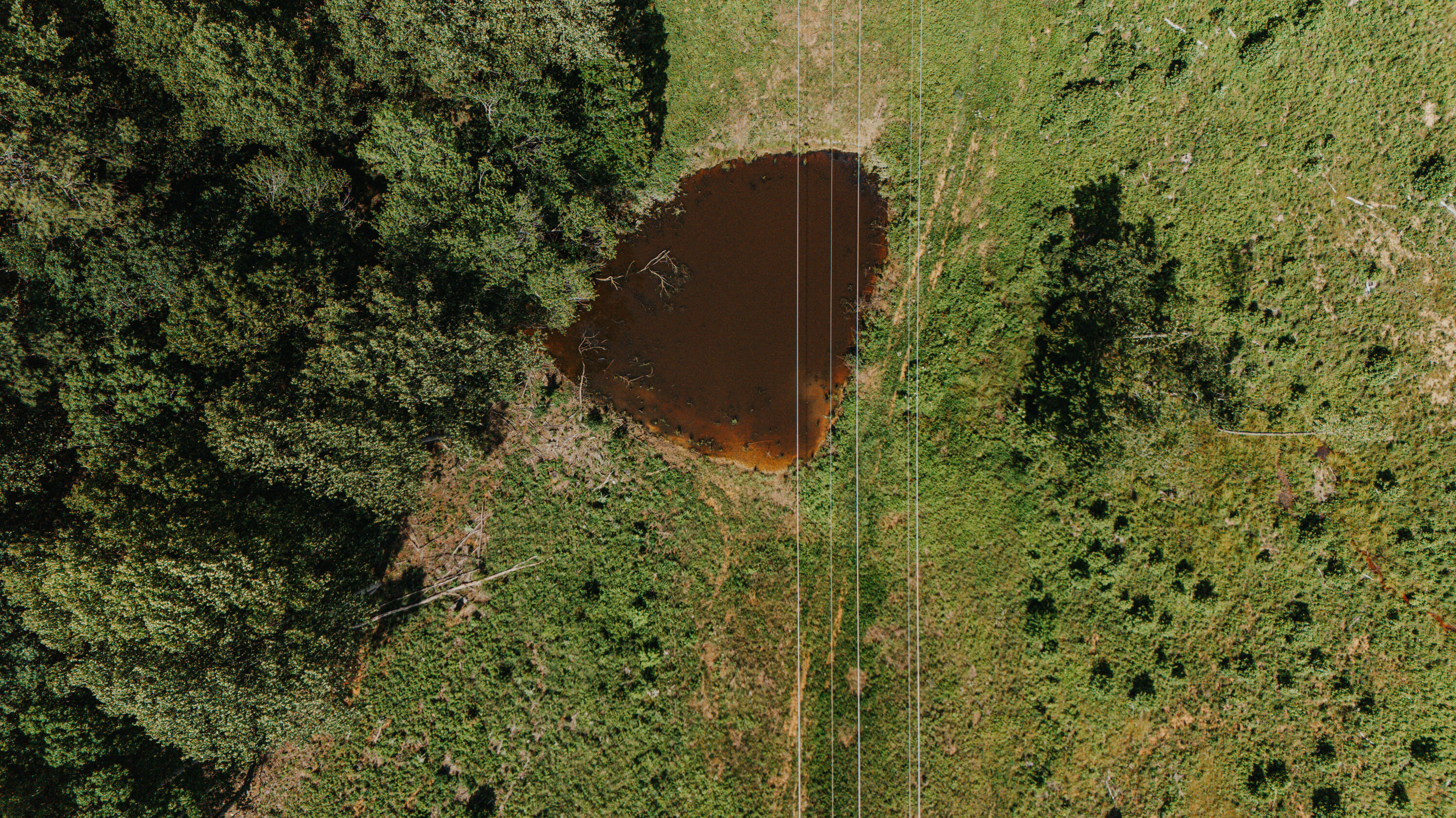 0 Holly Tree Drive Pamplin, VA 23958 - Photo 7 of 8 a view of a garden with a building