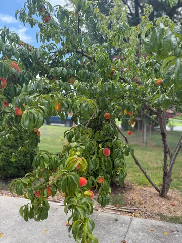 $367,000 | 5001 Hildebrand Road Northwest, Roanoke, VA 24012