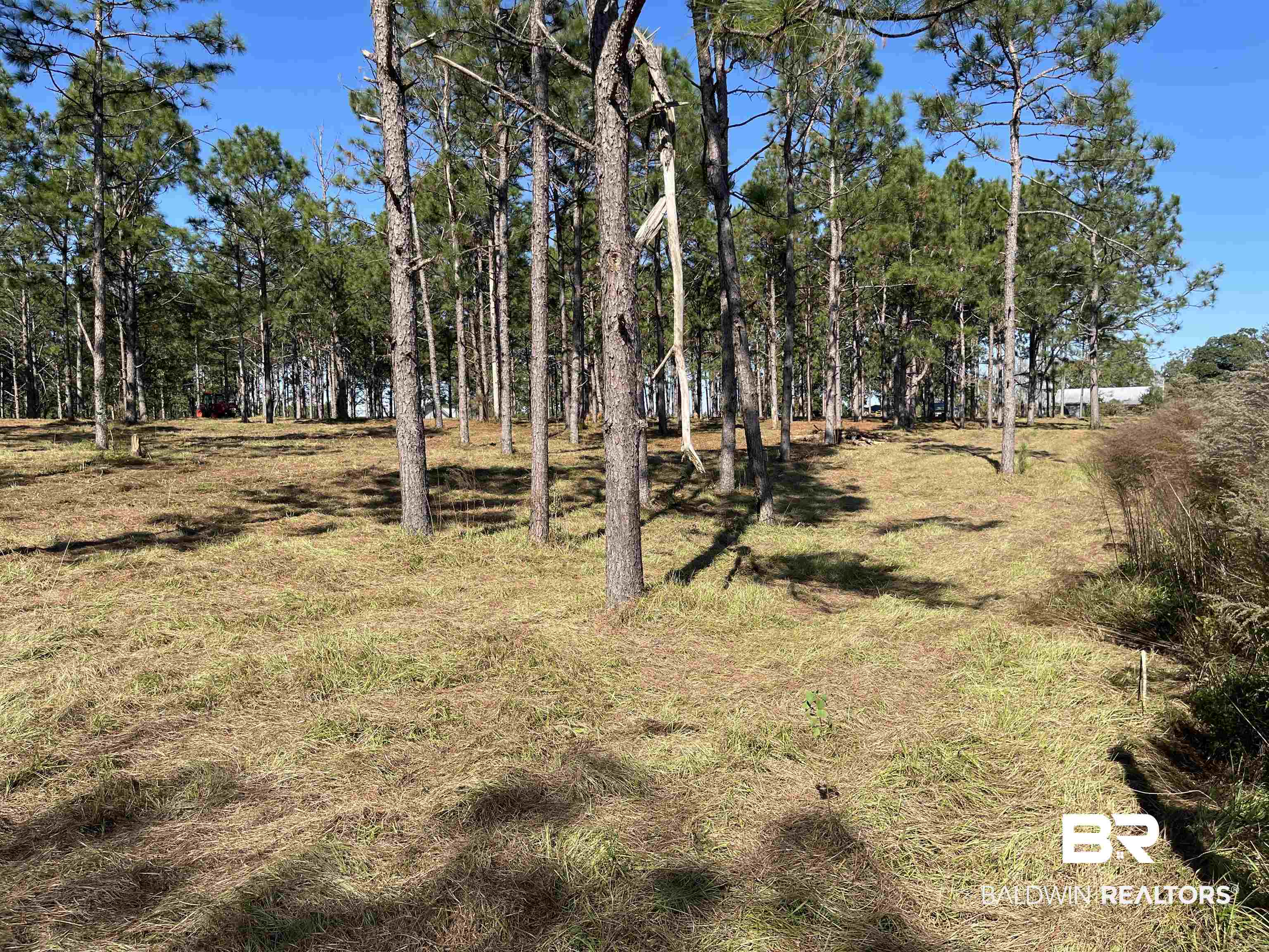 0 Fackler Road Loxley, AL 36551 - Photo 9 of 11 View of yard