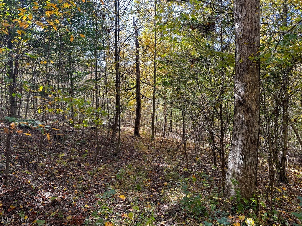 0 Clark Road Cutler, OH 45724 - Photo 20 of 26 View of tree filled area