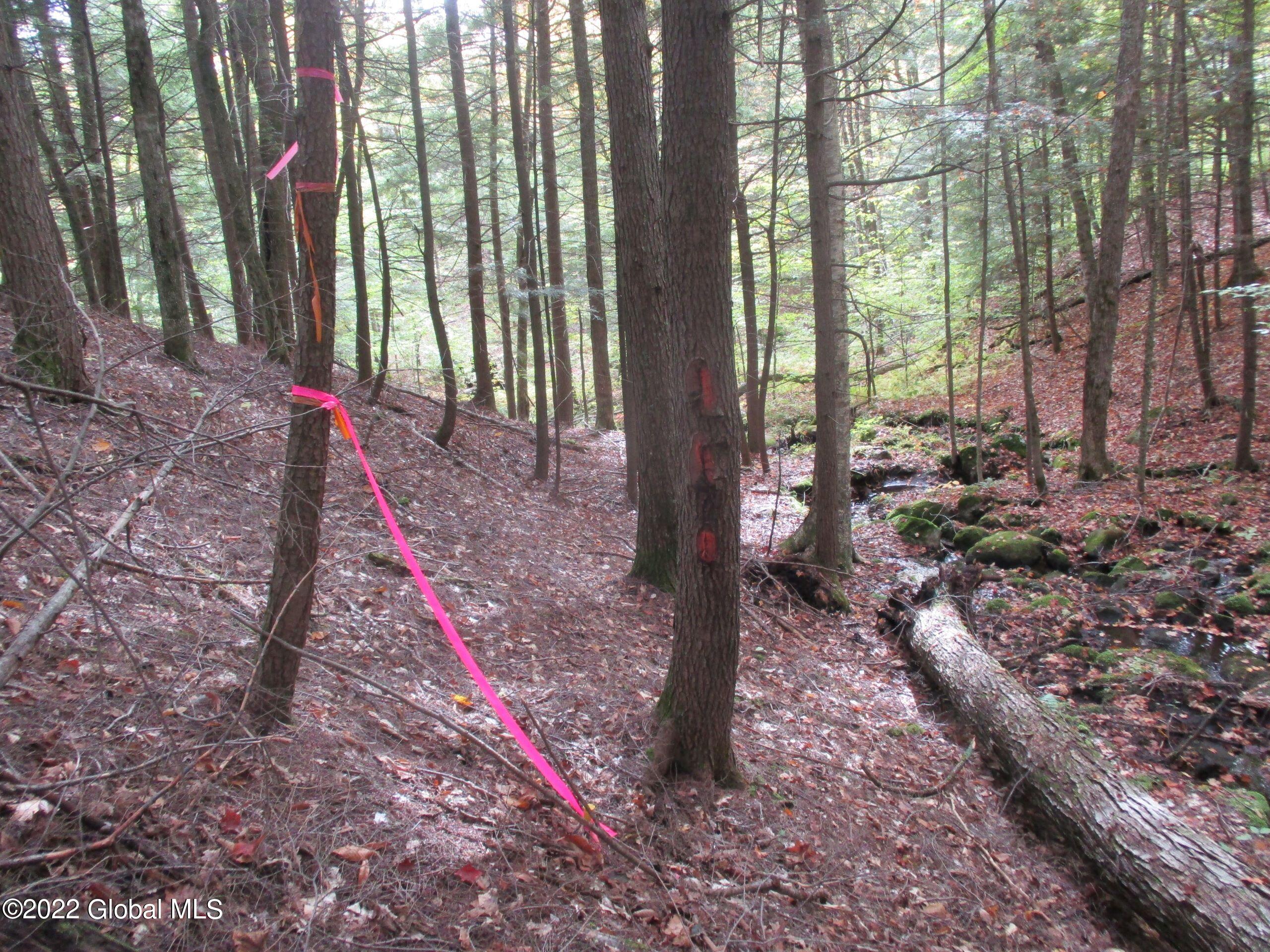 234 Old River Road Chester, NY 12853 - Photo 20 of 22 63 Blazed Property Corner & Survey Rod