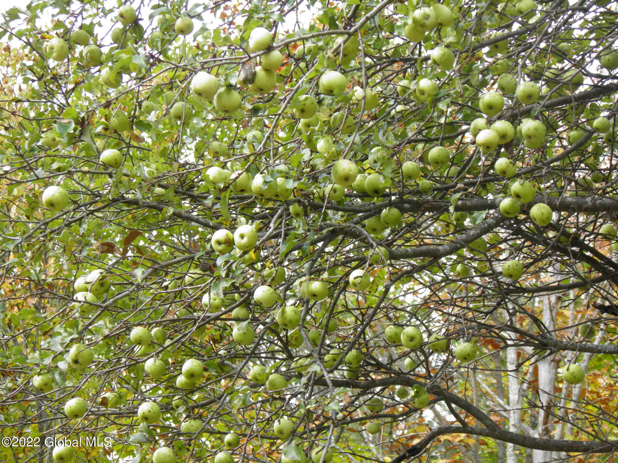 234 Old River Road Chester, NY 12853 - Photo 6 of 22 37 Bountiful Apple Year