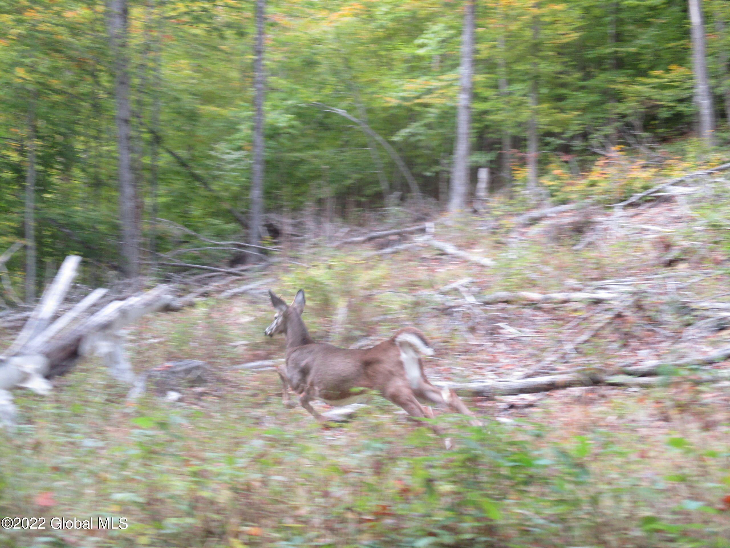 234 Old River Road Chester, NY 12853 - Photo 7 of 22 68 Frightened Buck