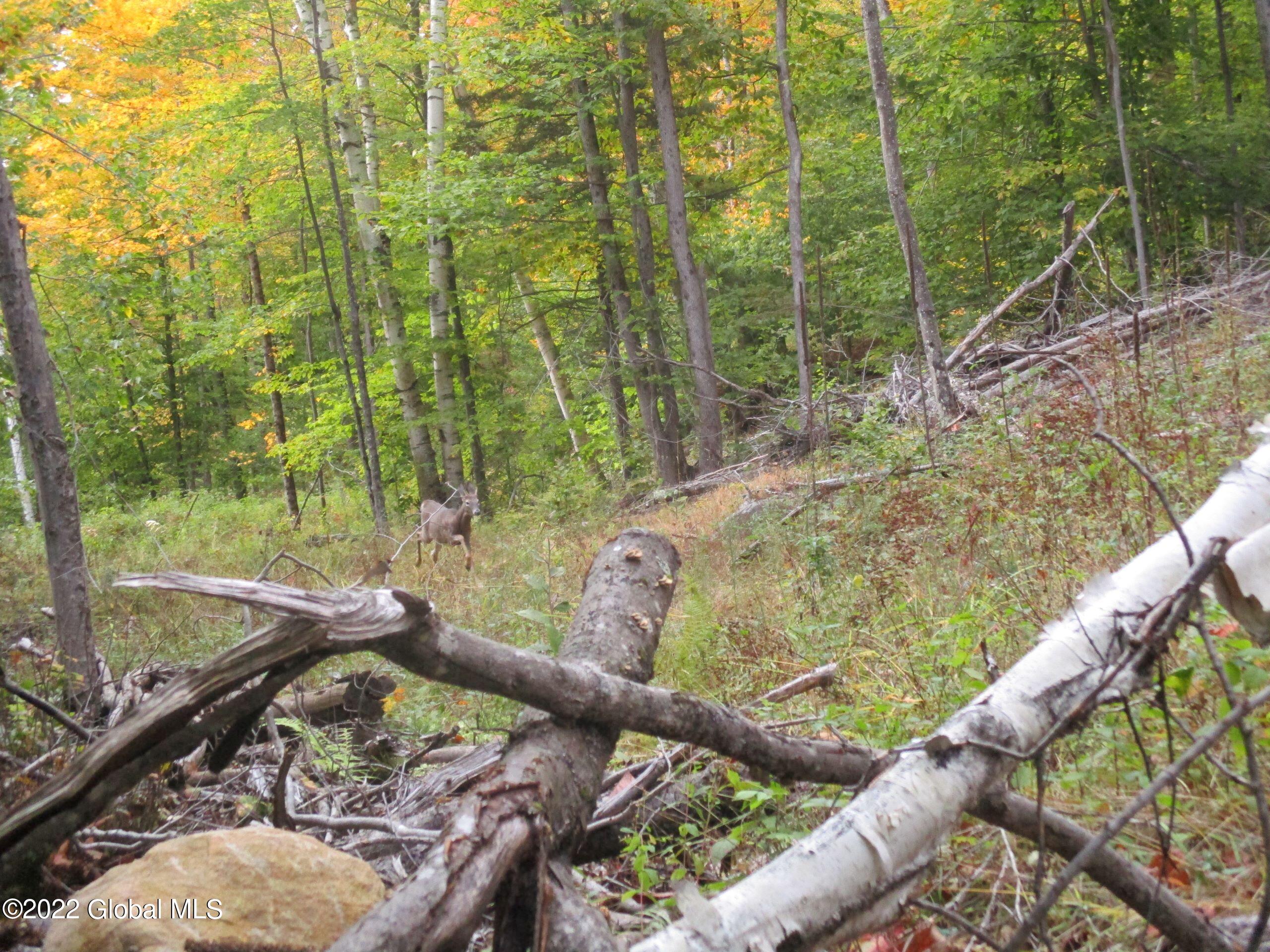 234 Old River Road Chester, NY 12853 - Photo 8 of 22 67 Runnin' Buck