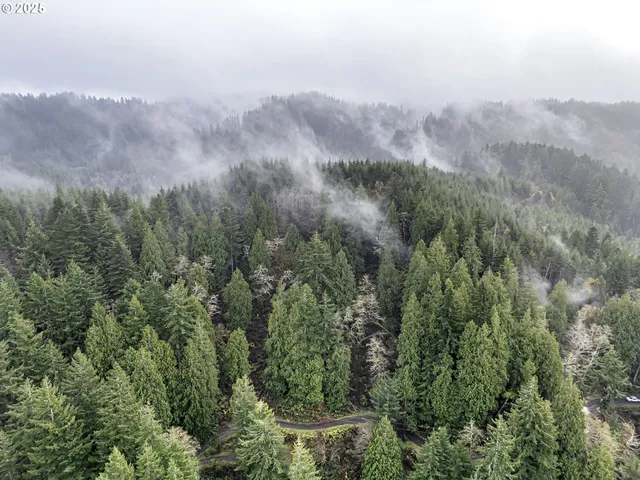 a view of bushes and trees