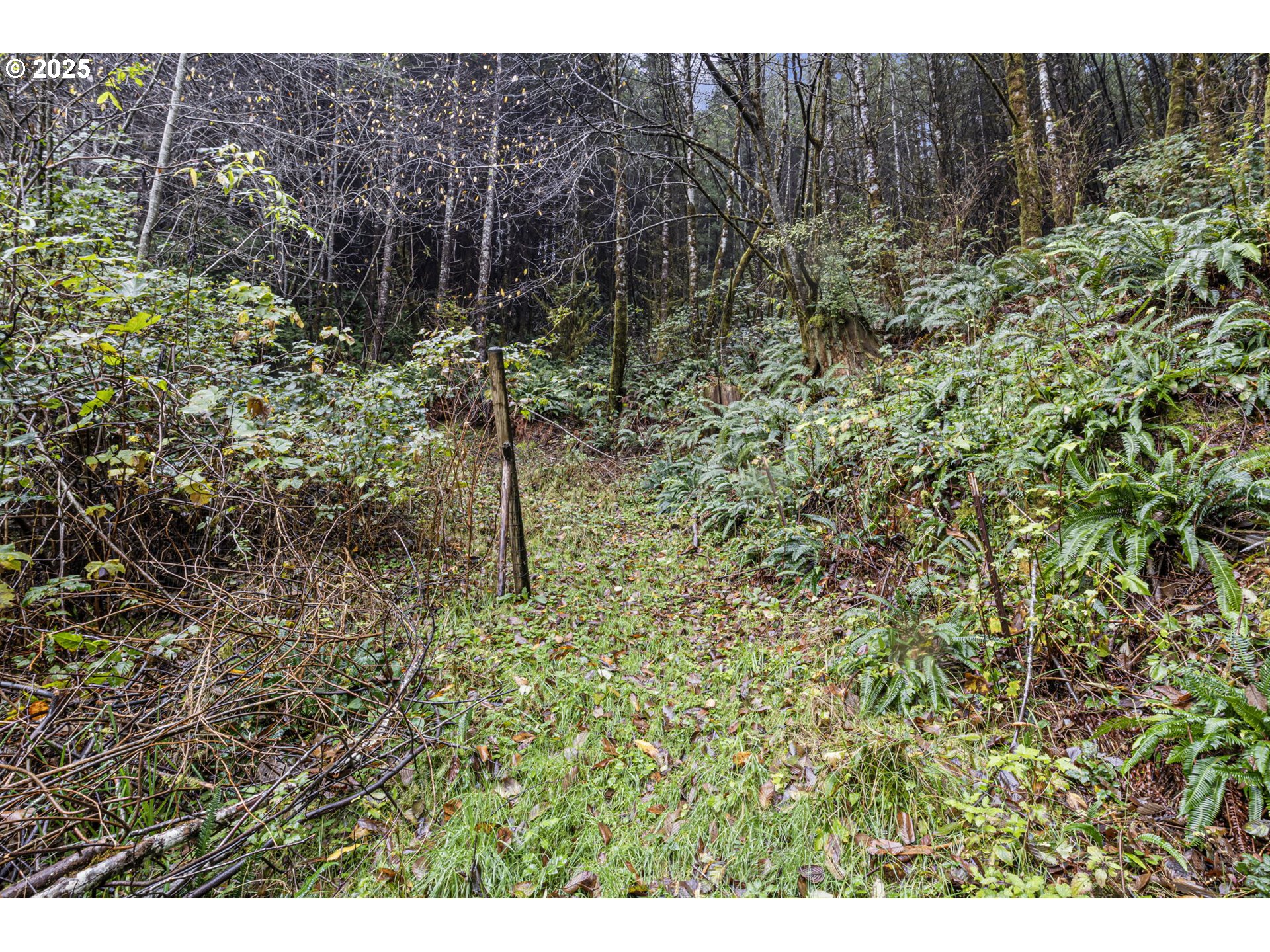 600 Erlandson Road Florence, OR 97439 - Photo 19 of 31 a view of a forest