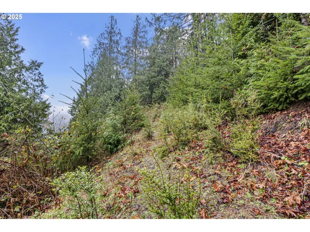 a view of a bunch of trees