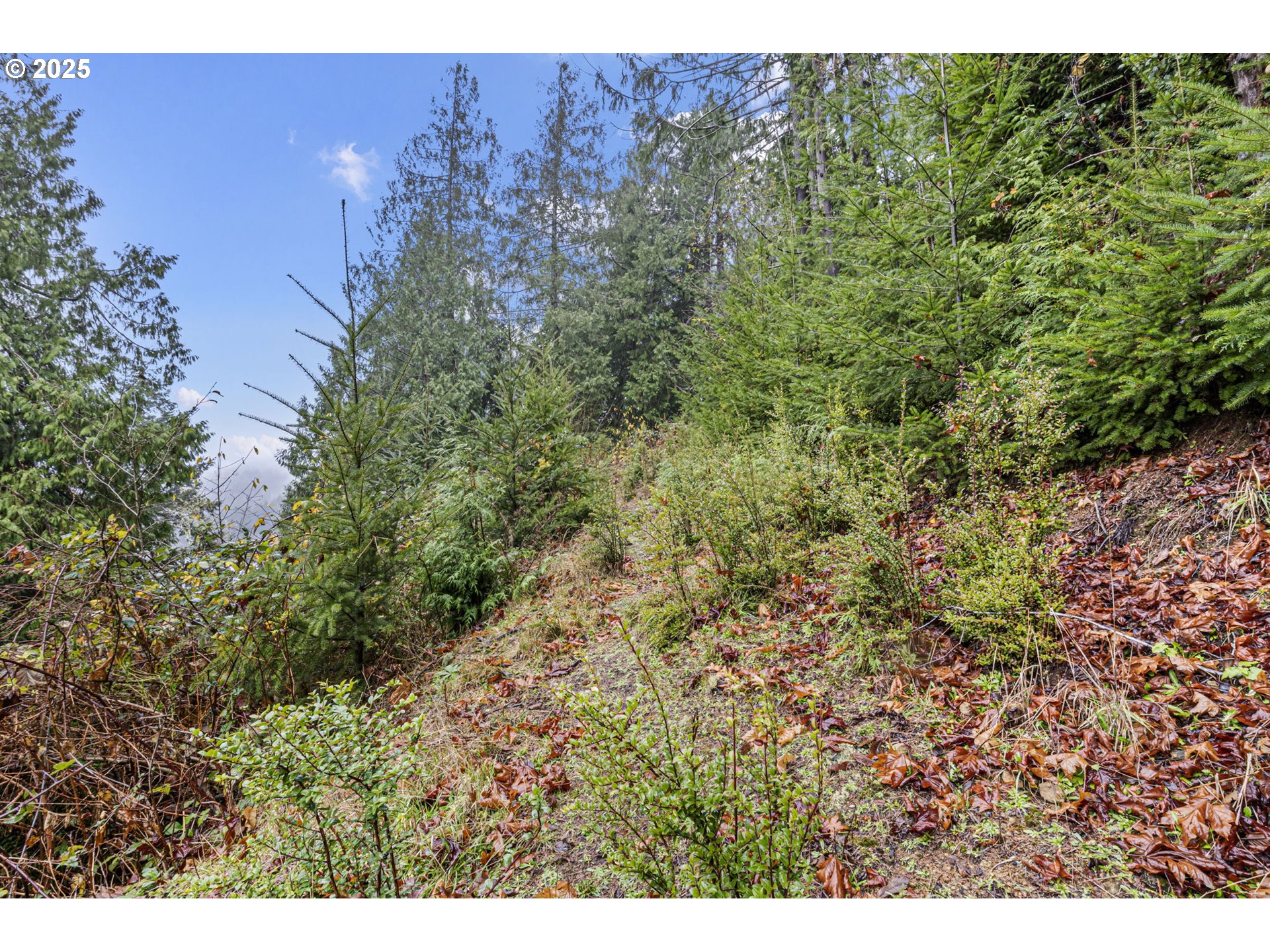 600 Erlandson Road Florence, OR 97439 - Photo 21 of 31 a view of a forest with a street