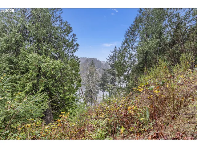 a view of a plant in a garden