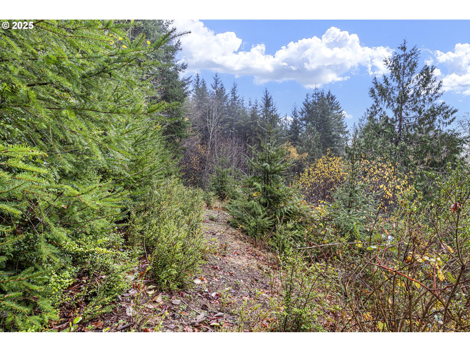 600 Erlandson Road Florence, OR 97439 - Photo 23 of 31 a view of a bunch of trees