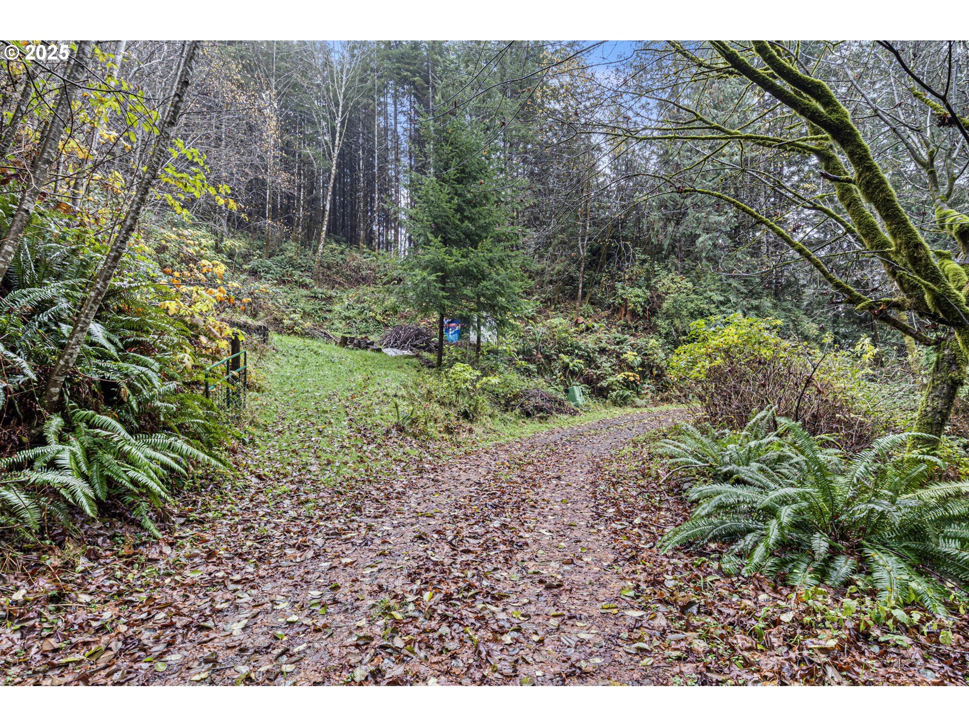 600 Erlandson Road Florence, OR 97439 - Photo 29 of 31 a view of a yard with plants and large trees