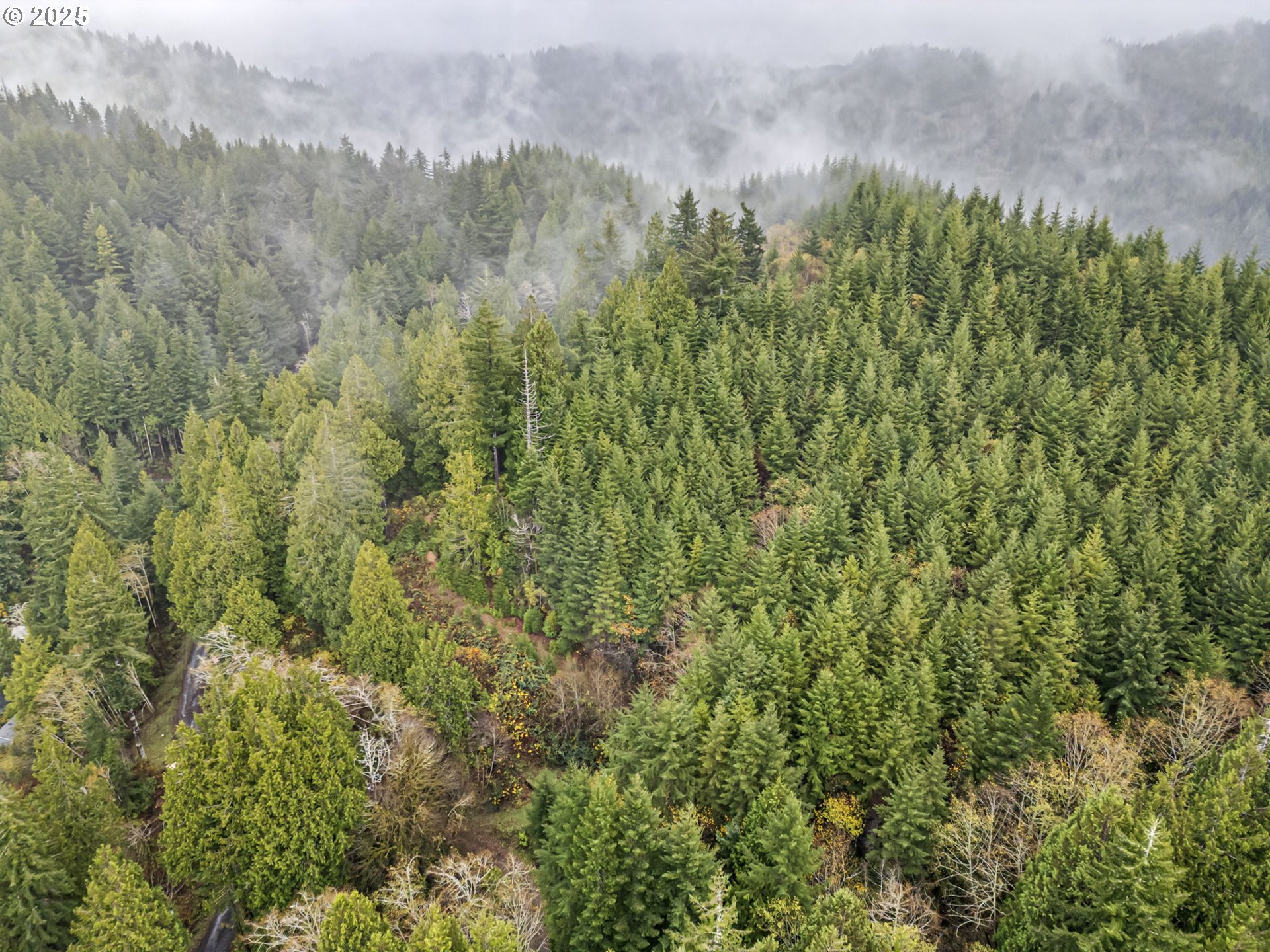 600 Erlandson Road Florence, OR 97439 - Photo 30 of 31 a view of a lush green forest with lush green forest