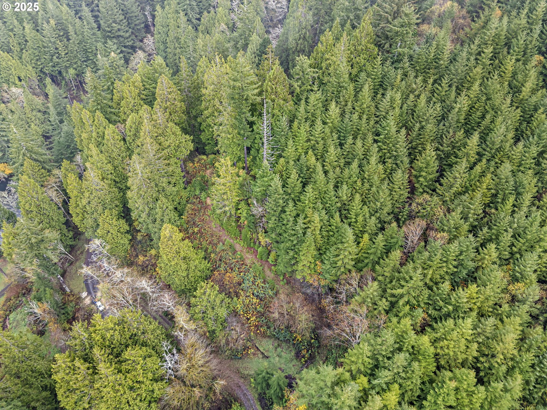 600 Erlandson Road Florence, OR 97439 - Photo 31 of 31 a view of a lush green forest