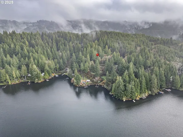 a view of a forest with a tree