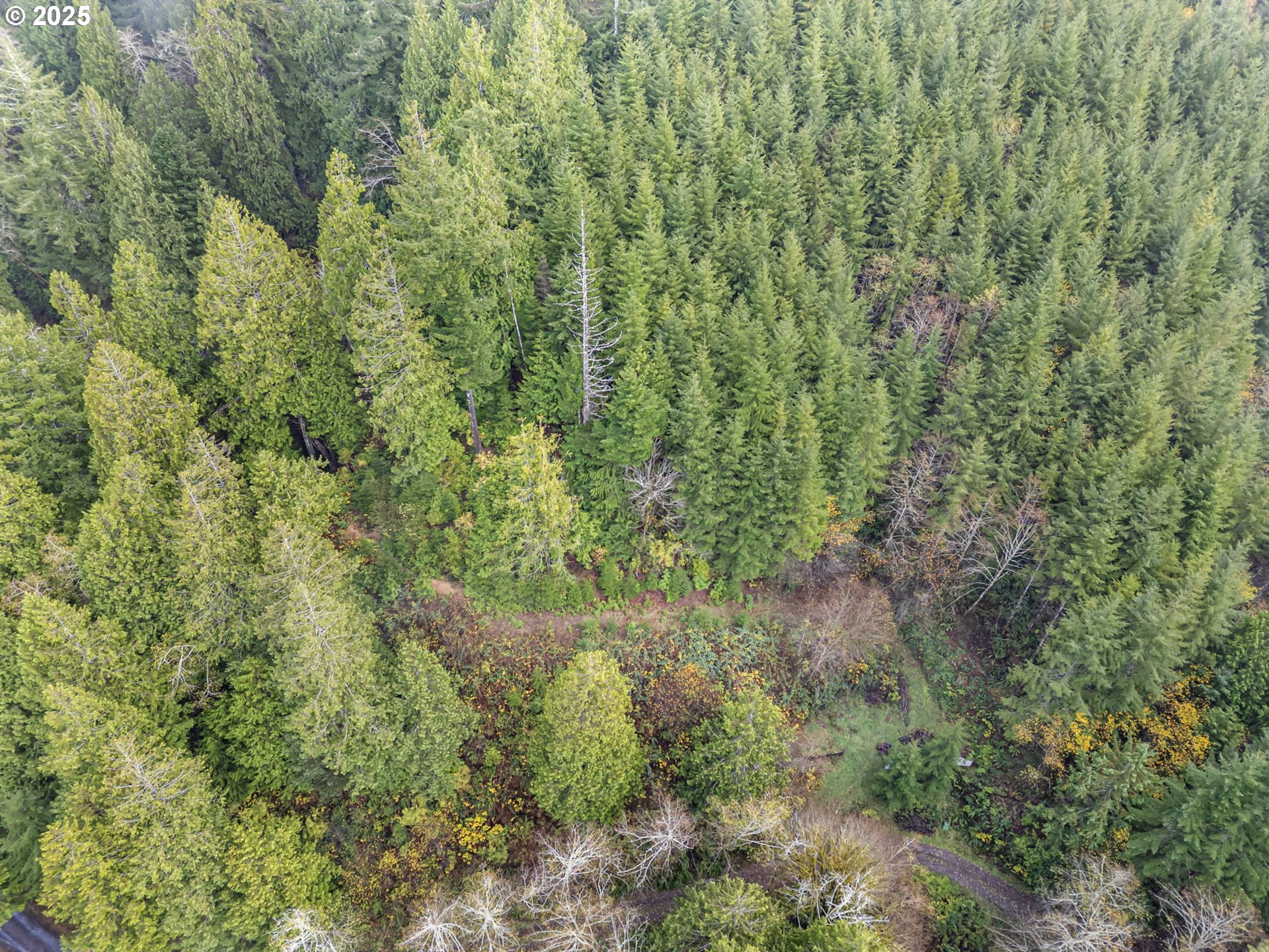 600 Erlandson Road Florence, OR 97439 - Photo 9 of 31 a view of a forest with a tree
