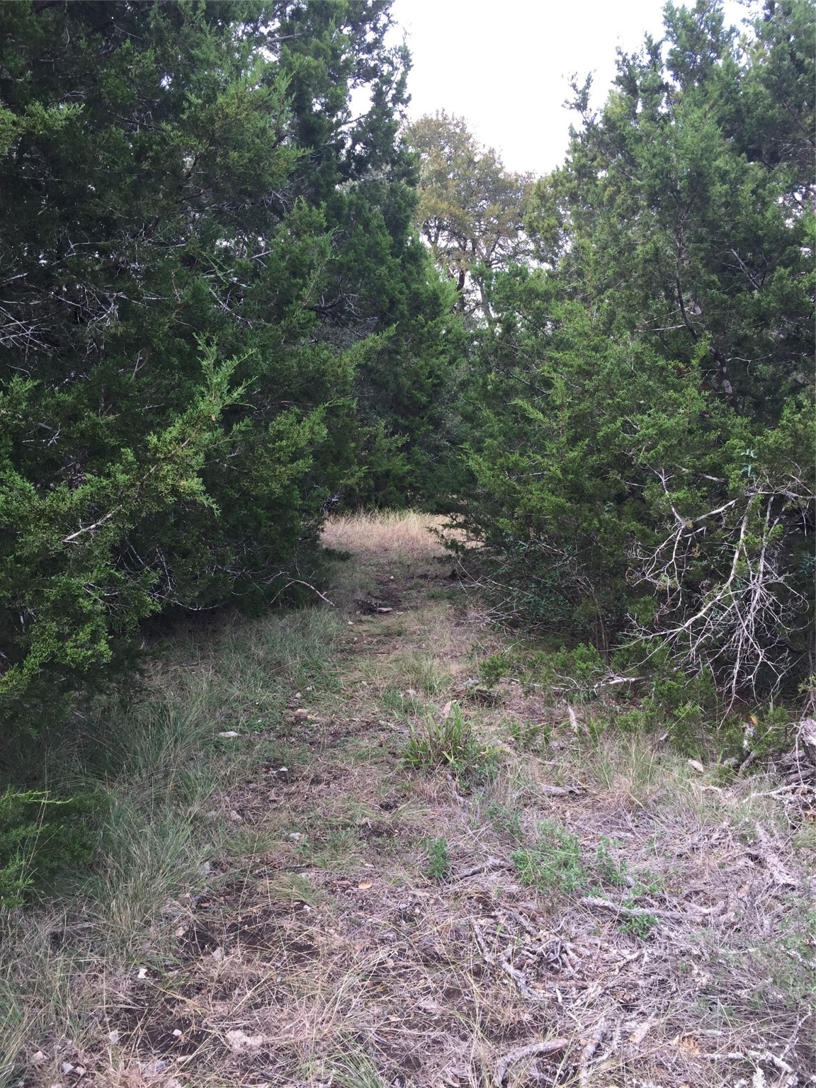857 Rutherford Fischer, TX 78623 - Photo 5 of 5 a view of a forest with trees in the background
