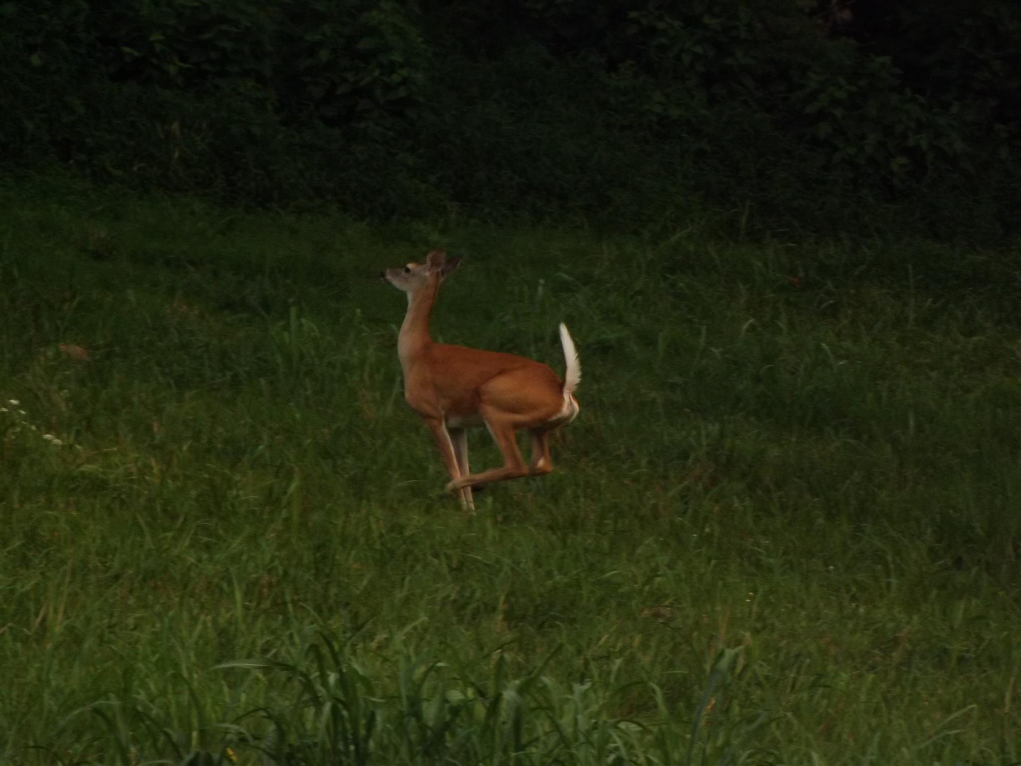 170 Milky Way Road Pulaski, TN 38478 - Photo 14 of 28 Gallery Image 14