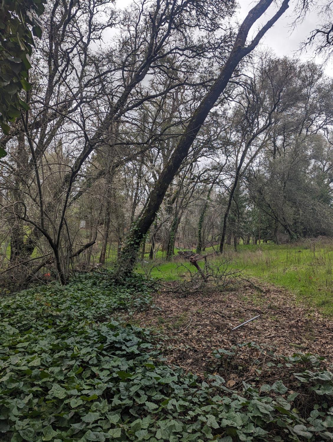 0 Millertown Road Auburn, CA 95603 - Photo 16 of 21 a big yard with lots of green space and trees