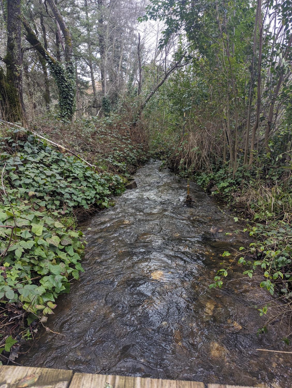 0 Millertown Road Auburn, CA 95603 - Photo 18 of 21 a big yard with lots of green space