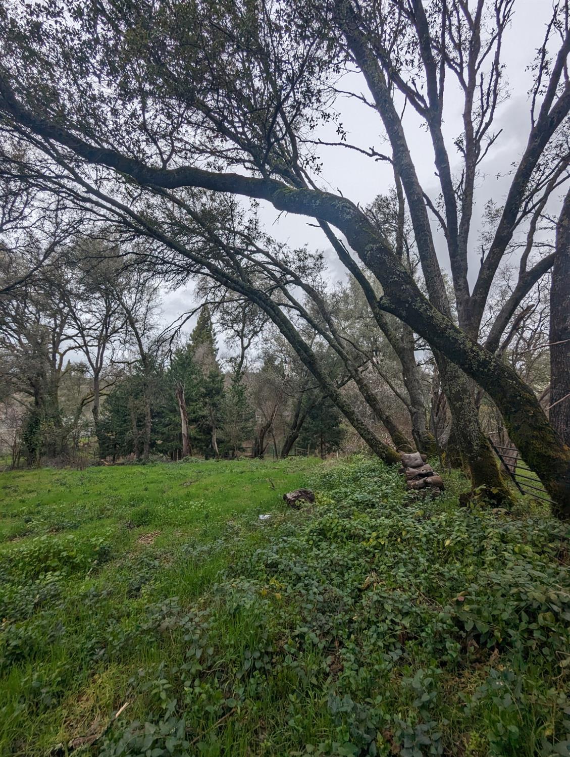 0 Millertown Road Auburn, CA 95603 - Photo 8 of 21 a view of a big yard with large trees