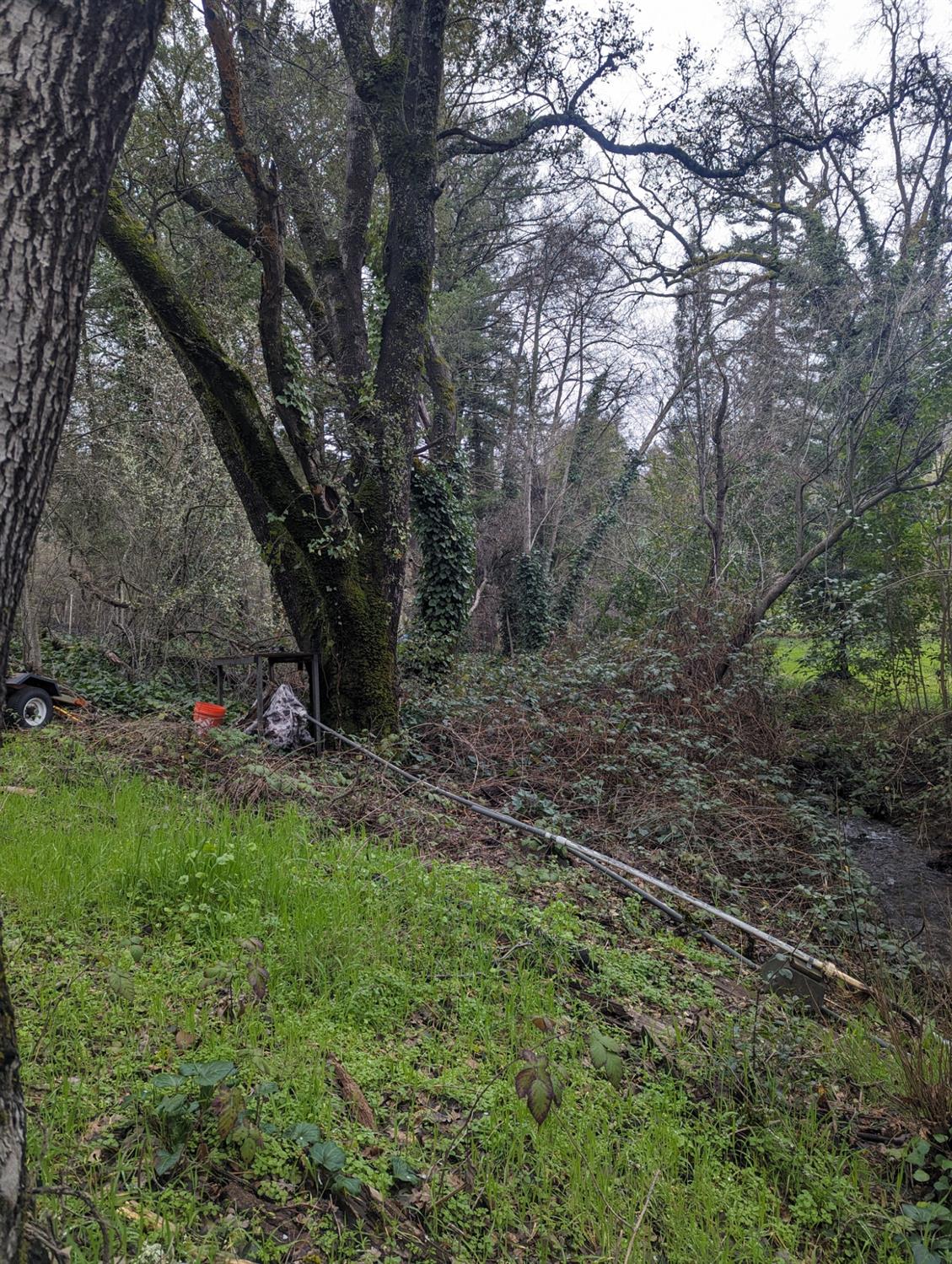 0 Millertown Road Auburn, CA 95603 - Photo 10 of 21 a big yard with lots of green space and deers