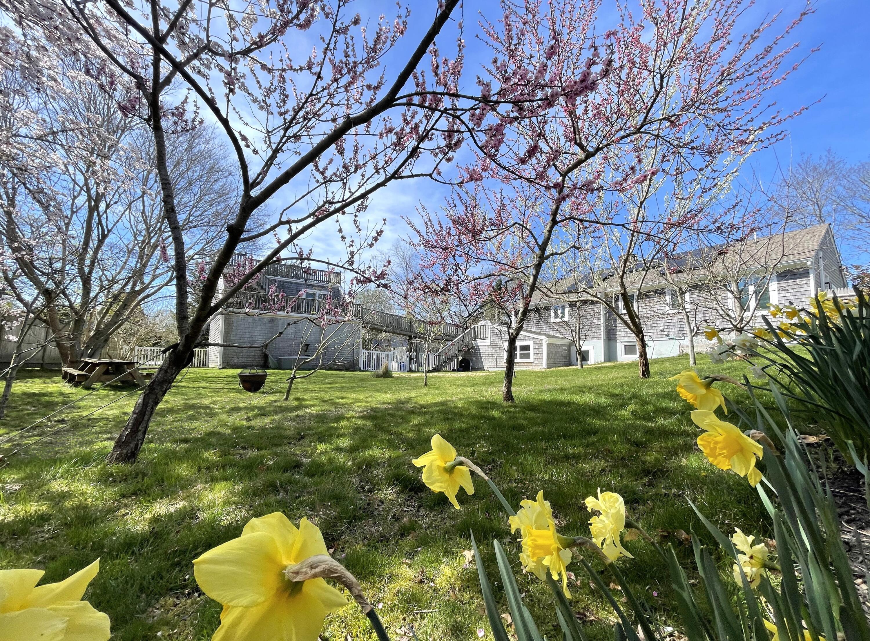 190 Pine Lane Osterville, MA 02655 - Photo 31 of 39 a backyard of a house with lots of green space