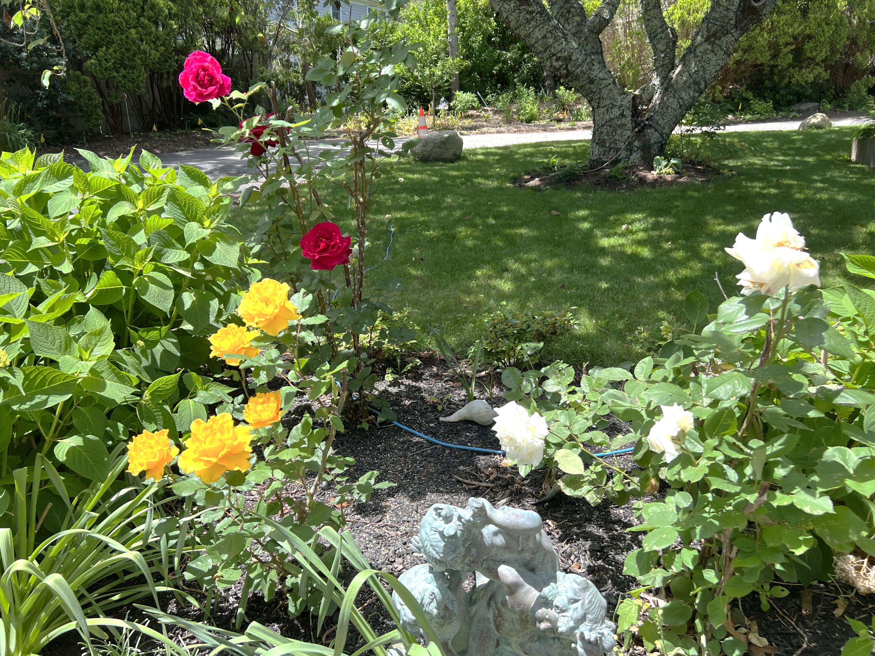 190 Pine Lane Osterville, MA 02655 - Photo 33 of 39 a picture of flowers