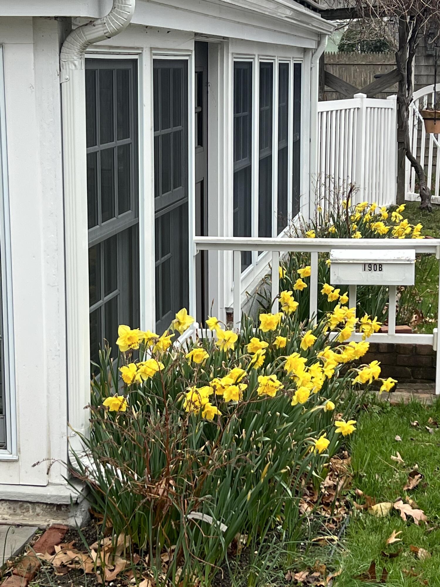 190 Pine Lane Osterville, MA 02655 - Photo 34 of 39 a bunch of flowers in front of house