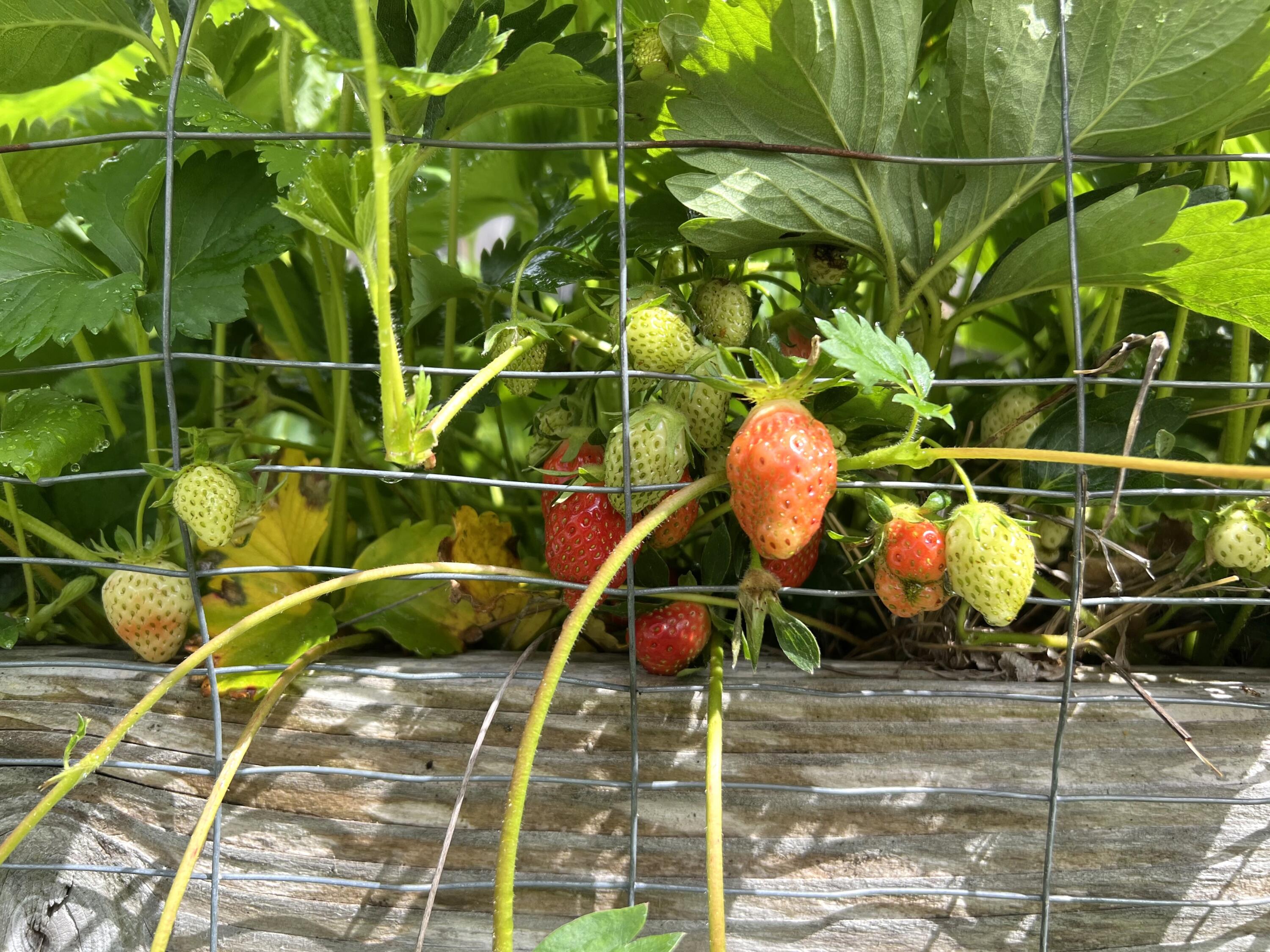 190 Pine Lane Osterville, MA 02655 - Photo 36 of 39 a sink and bench with wooden floor