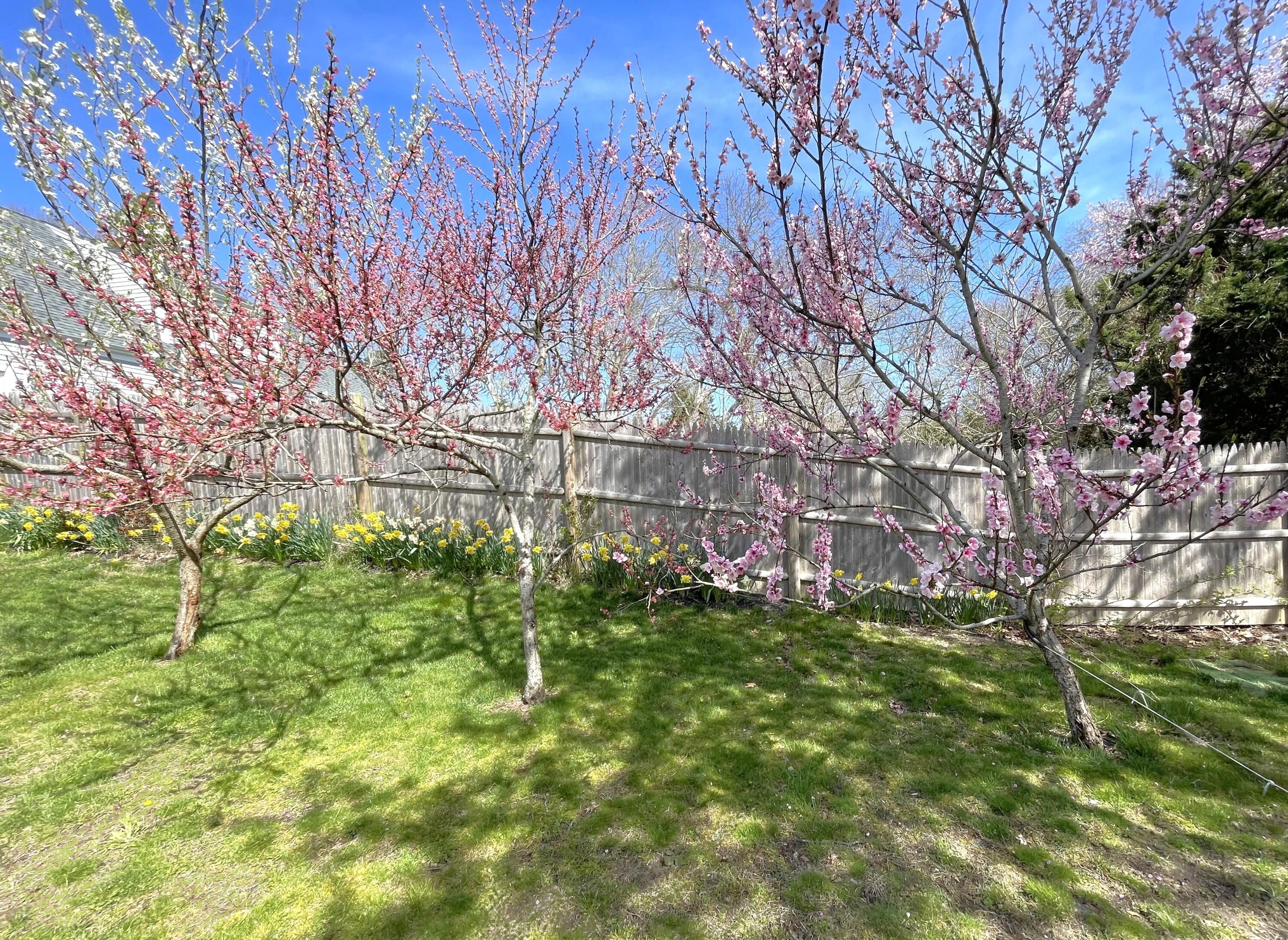 190 Pine Lane Osterville, MA 02655 - Photo 37 of 39 a view of yard with tree in the background