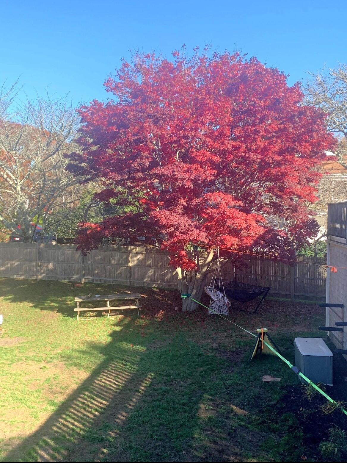 190 Pine Lane Osterville, MA 02655 - Photo 38 of 39 a backyard of a house with lots of green space