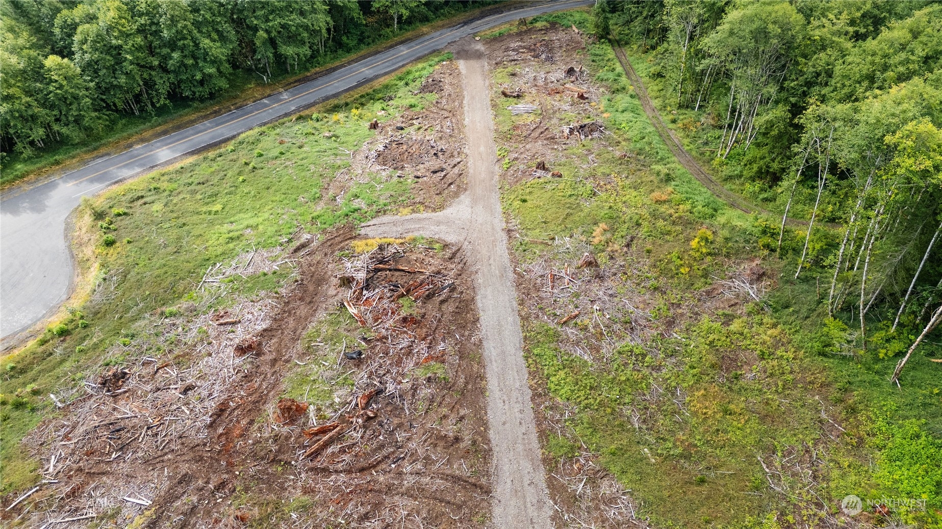 347 Short Road Morton, WA 98356 - Photo 10 of 16 a close up of a plant in a garden