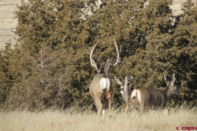 a view of a dry yard with large trees