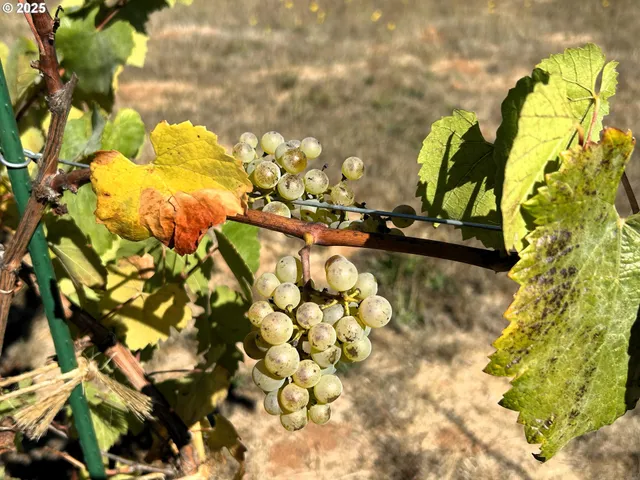 $799,000 | 34336 Stewart Hills Lane, Cottage Grove, OR 97424