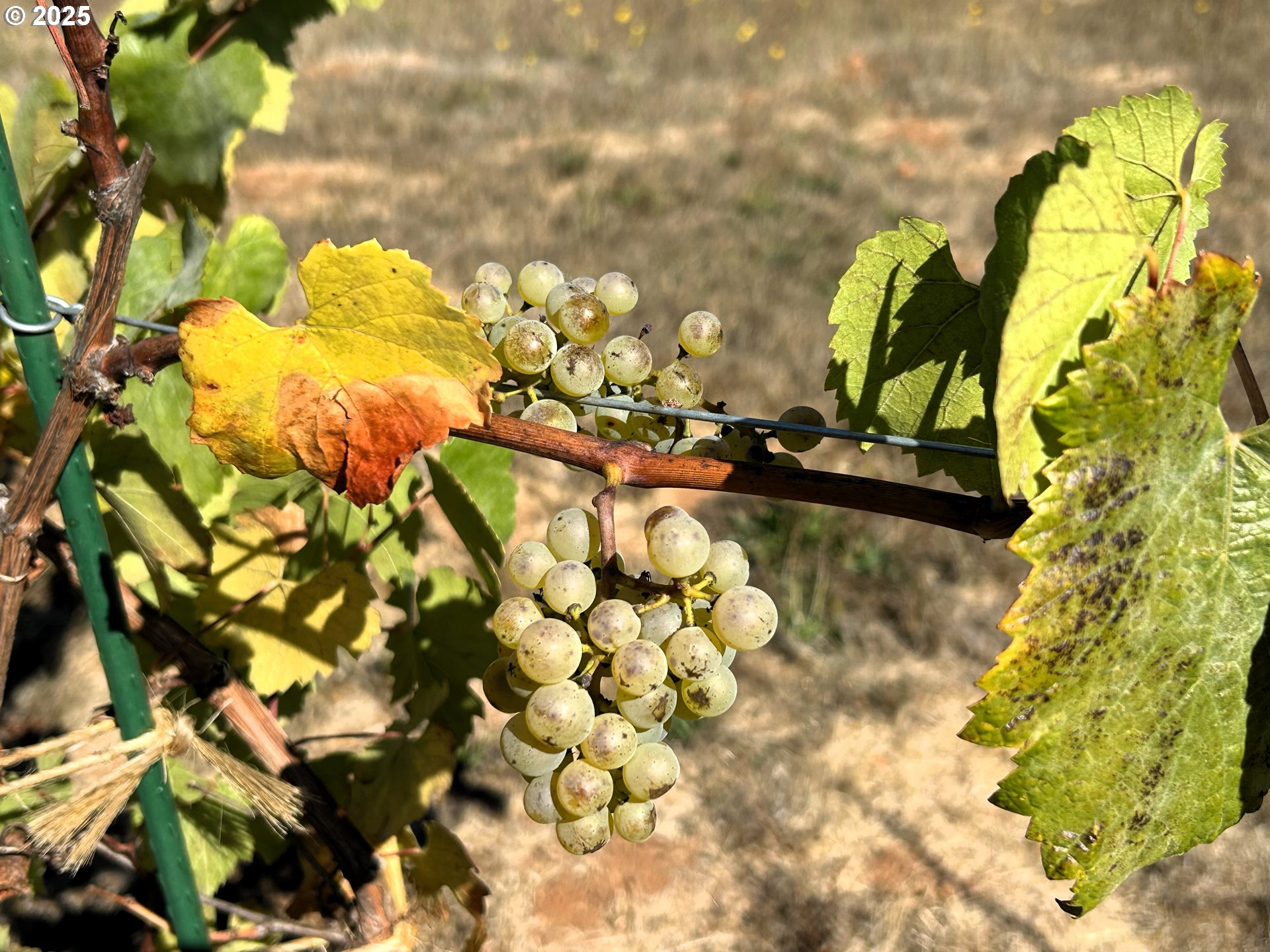 34336 Stewart Hills Lane Cottage Grove, OR 97424 - Photo 36 of 40 a view of a tree with a plant