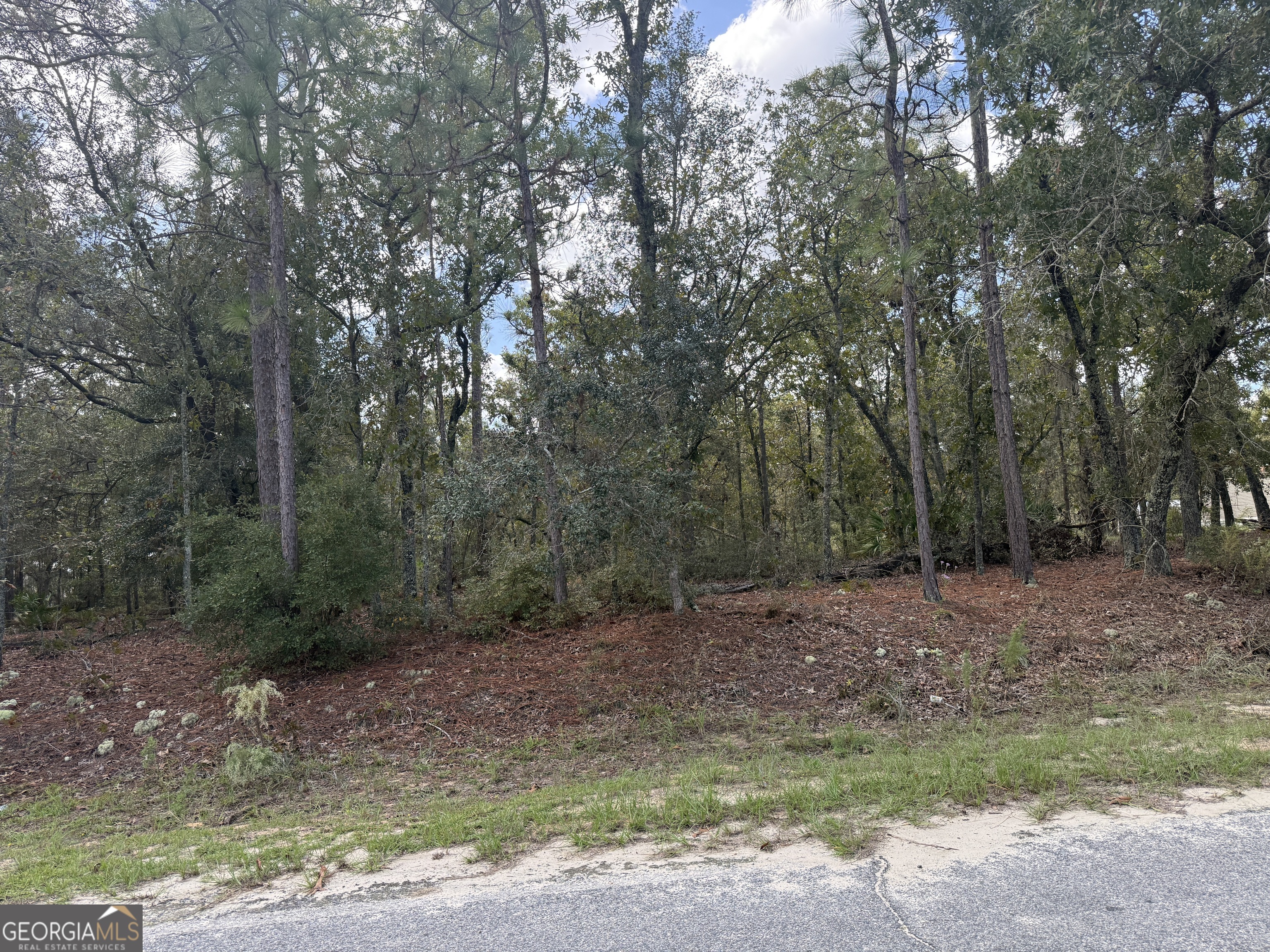 a view of a forest with trees in the background
