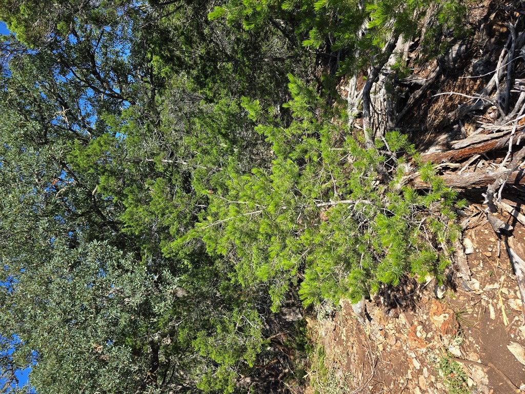 227 Mitchell Ranch Road Camp Wood, TX 78833 - Photo 41 of 72