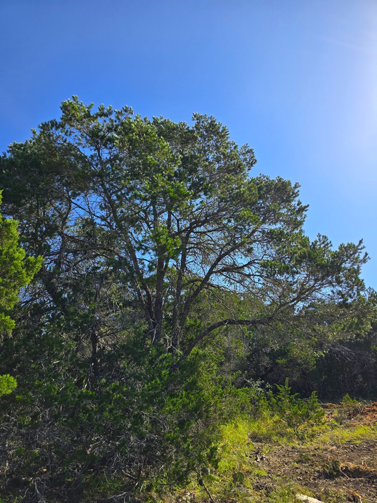 227 Mitchell Ranch Road Camp Wood, TX 78833 - Photo 45 of 72