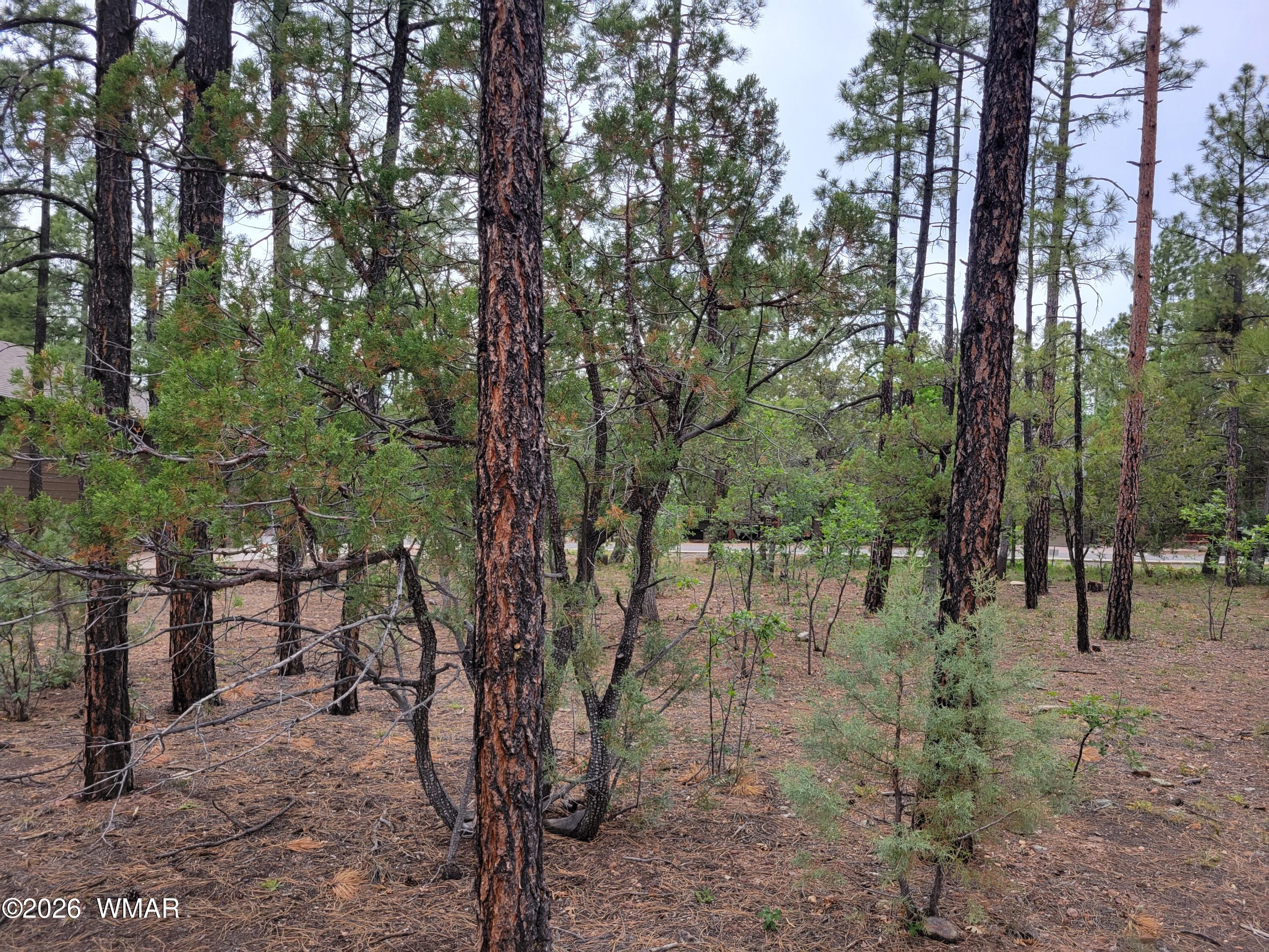 2425 South Timber Pine Lane Pinetop, AZ 85935 - Photo 6 of 16 a view of outdoor space