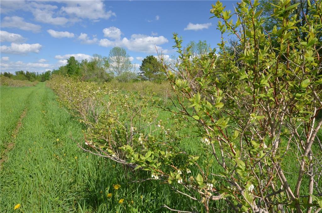255 Retreat Road Island Falls, ME 04747 - Photo 19 of 24 High bush blueberry