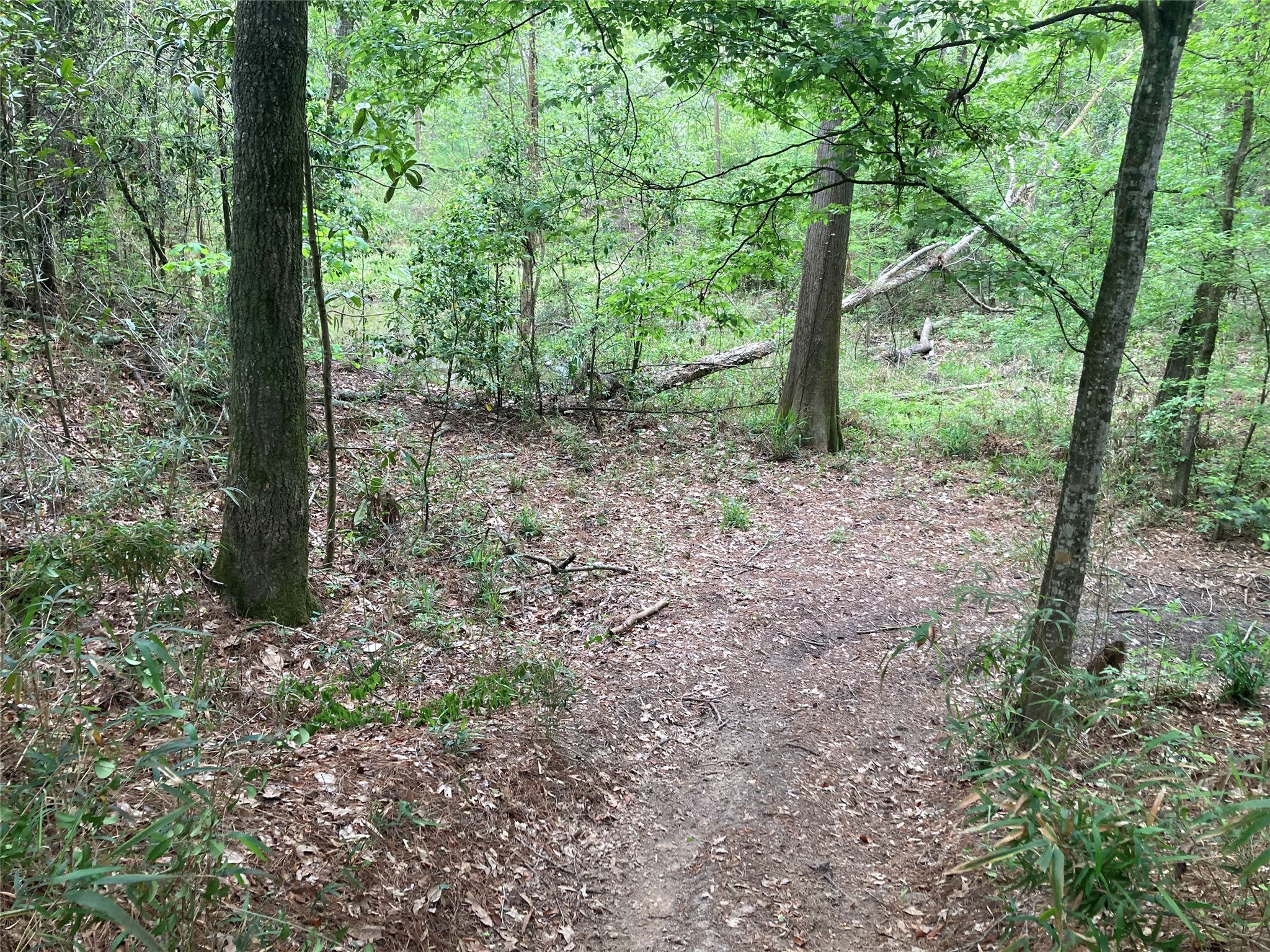 Tbd Afton Way Huffman, TX 77336 - Photo 12 of 25 a view of a forest that has large trees