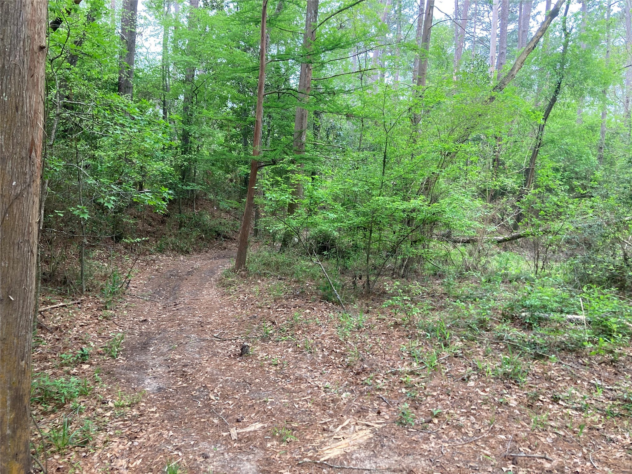 Tbd Afton Way Huffman, TX 77336 - Photo 13 of 25 a view of a forest that has large trees